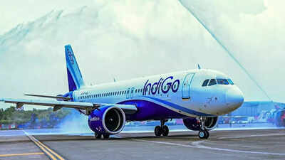 1765048012 indigo.jpg