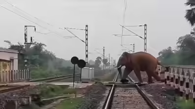 Elephant crossing track.jpg