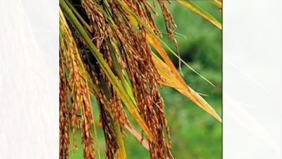 1768248575 untitled design 8.jpg