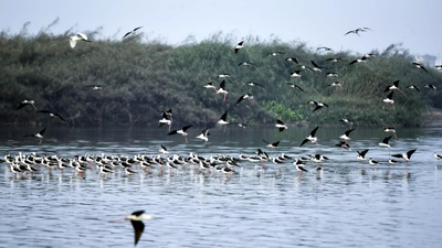 1769452927 ani file photo.jpg