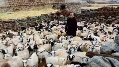 Chatang pashmina.jpg