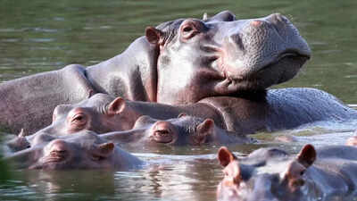 Hippos float in the lagoon at hacienda napoles park ap photo.jpg
