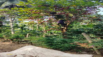 Tree coffee is having its climate moment.jpg