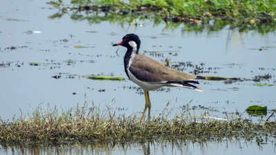 Red wattled lapwing at jai prakash narayan bird sanctuary.jpg