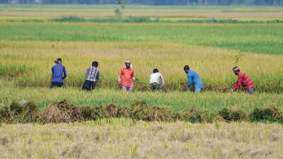 Kharif crop.jpg