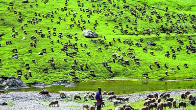 Ladakh to get indias 1st high altitude wildlife safari.jpg