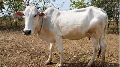 Maharashtra indigenous cattle breed.jpg