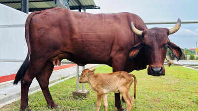 Worlds first ivf female calf of lakhimi breed.jpg