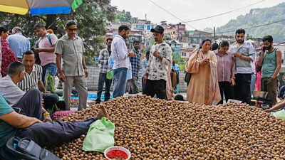 Jampk produces 35 lakh tonnes of walnuts annually.jpg