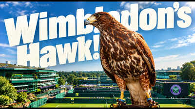 Rufus the hawk.jpg