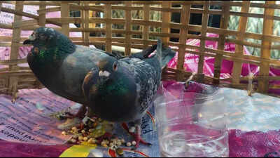 Suspicious pigeons with devices intercepted at paradip port.jpg